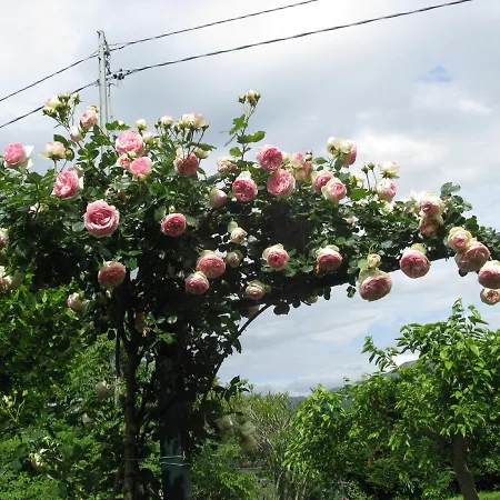 Farm stay La Vigna Chiusanico